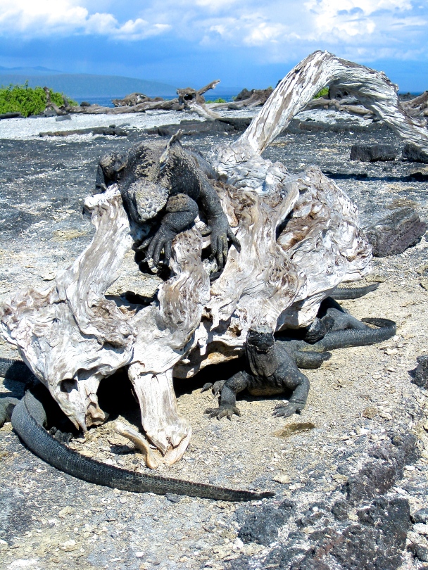 Marine iguanas in the Galapagos 
