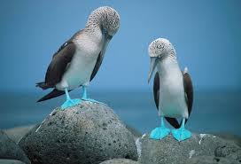 Blue footed Boobies in the Galapagos Islands
