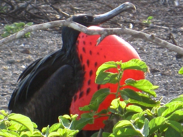 Magnificent Red throated frigate bird in the Galapagos Islands
